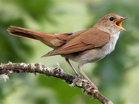 Nightingale .